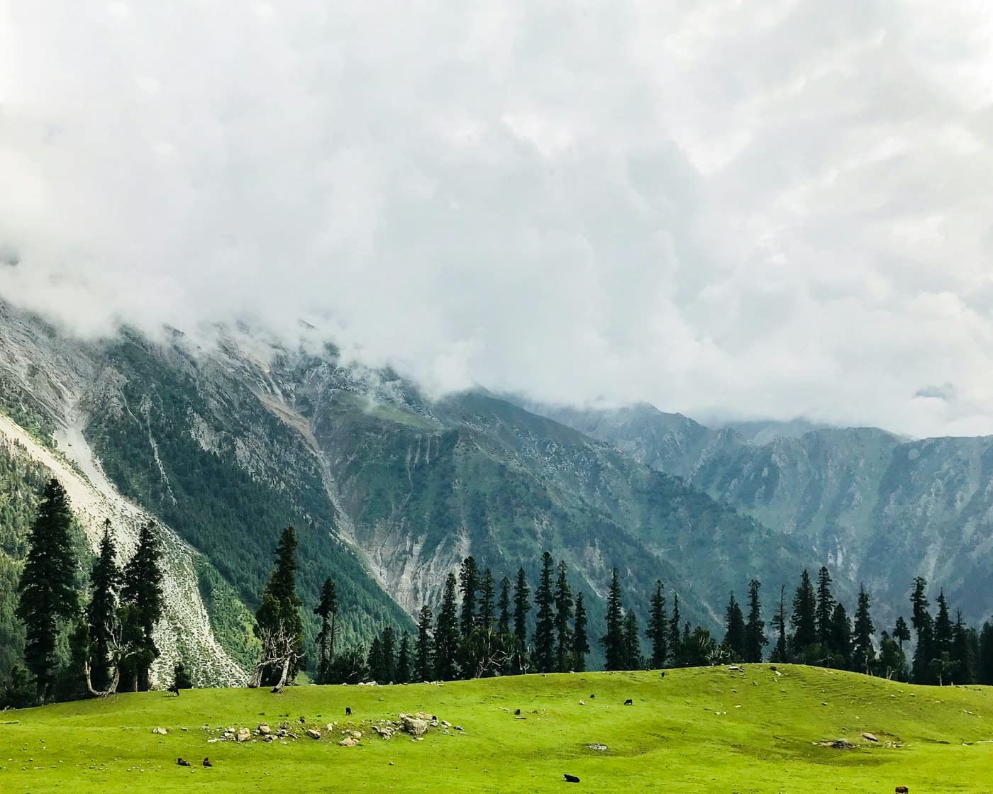 Green Kashmir meadow under mist in spring